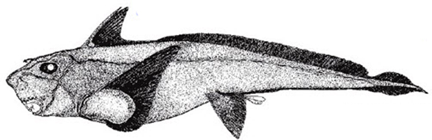 Hydrolagus affinis_0010.jpg